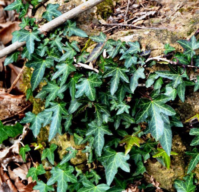 Hedera helix